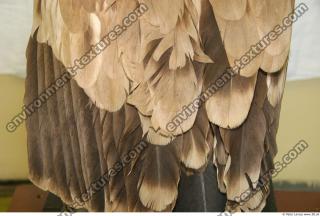 bird feathers 0011